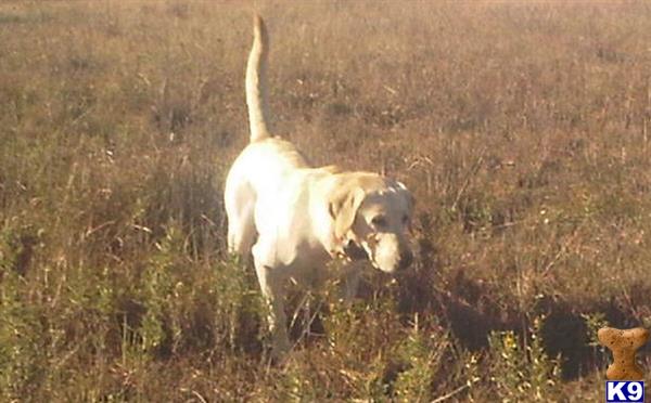 Labrador Retriever